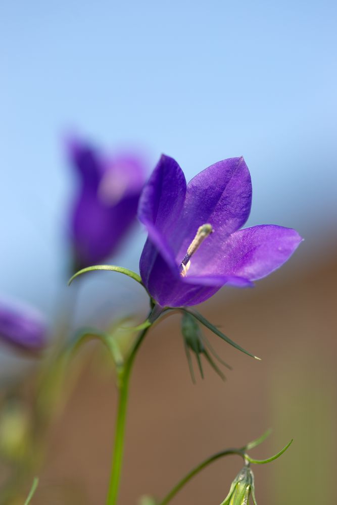 Scheuchzers Glockenblume