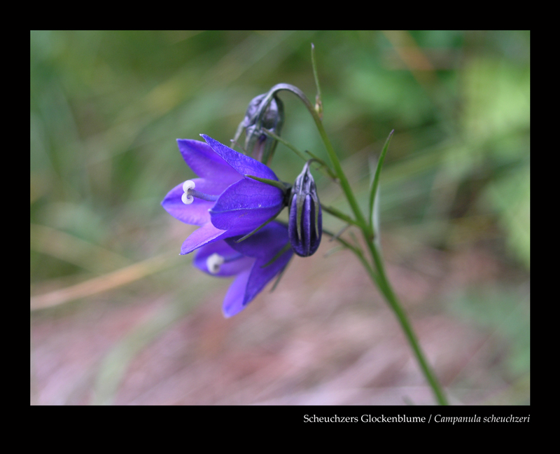 Scheuchzers Klockenblume