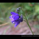 Scheuchzers Klockenblume