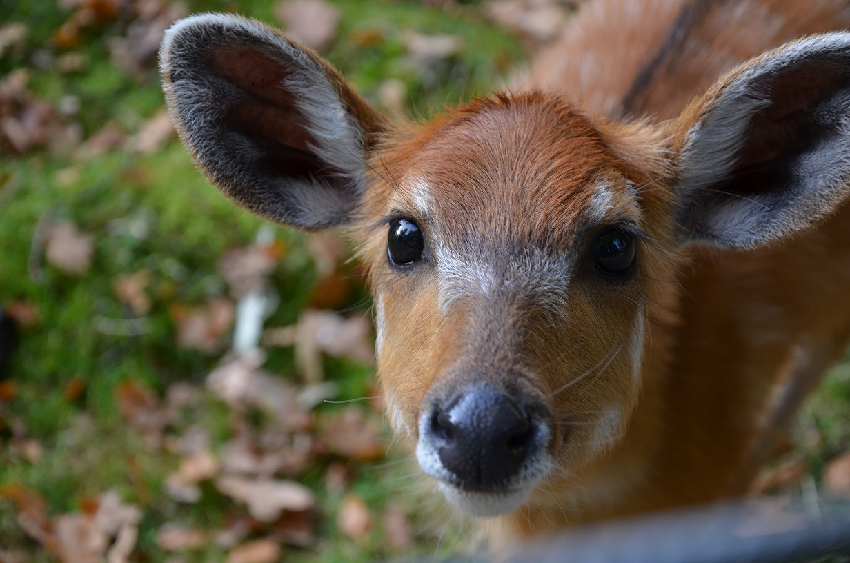 Scheue Antilope?