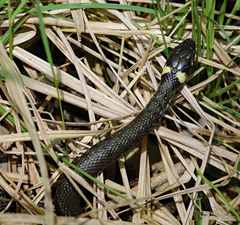 Scheue Froschjägerin die .....