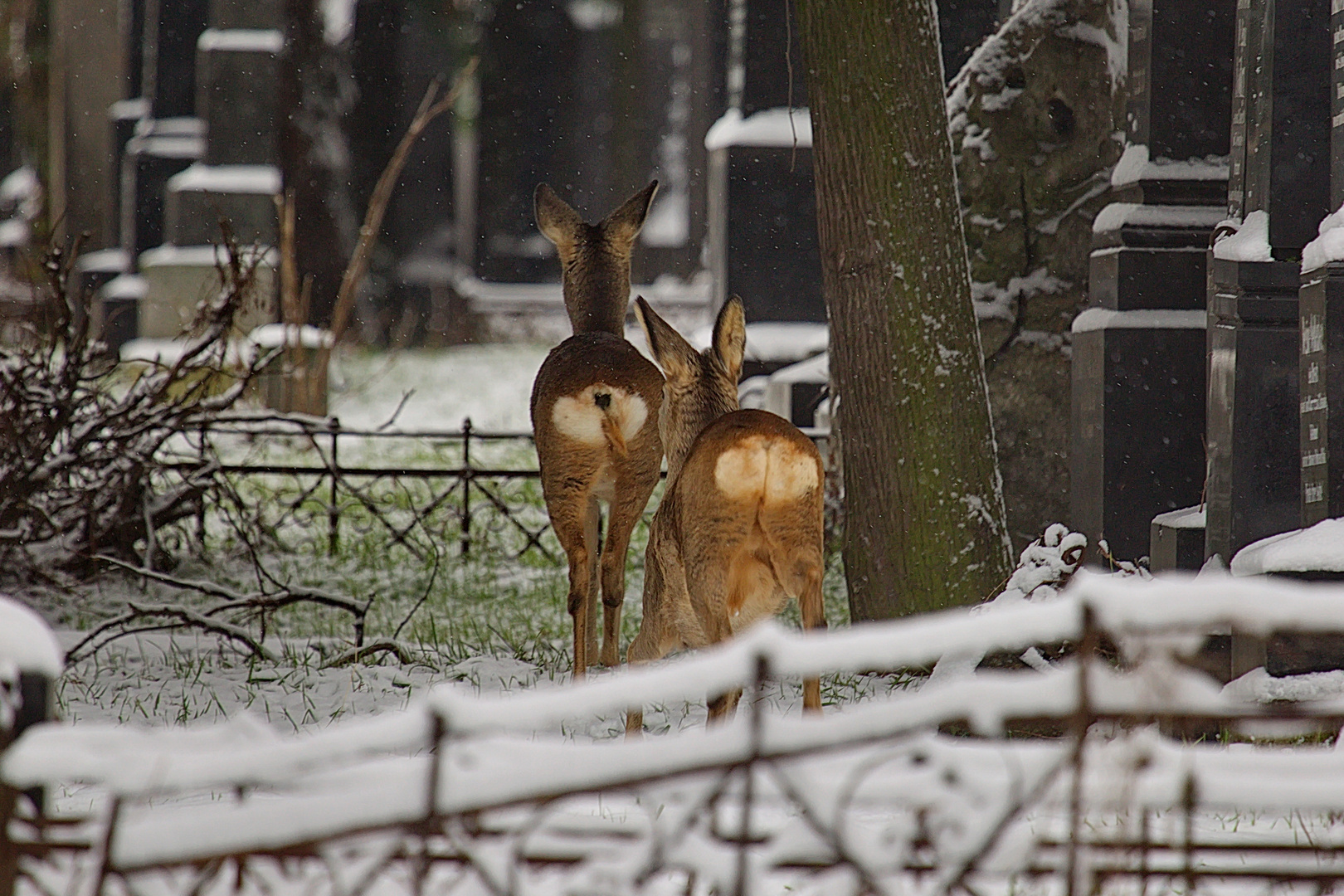 Scheue Rehe am Wiener Zentralfriedhof