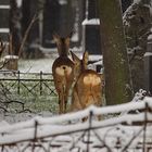 Scheue Rehe am Wiener Zentralfriedhof