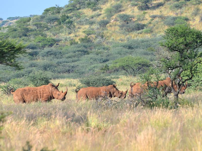 Scheue Rhinos