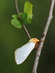 scheue Schmetterlingsbraut