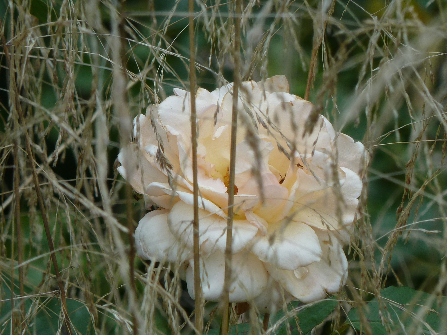 scheue Sommerrose in Wildon