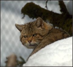 Scheue Wildkatze in Tierpark Grünau...