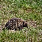 scheuer australischen Ameisenigel