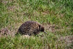 scheuer australischen Ameisenigel