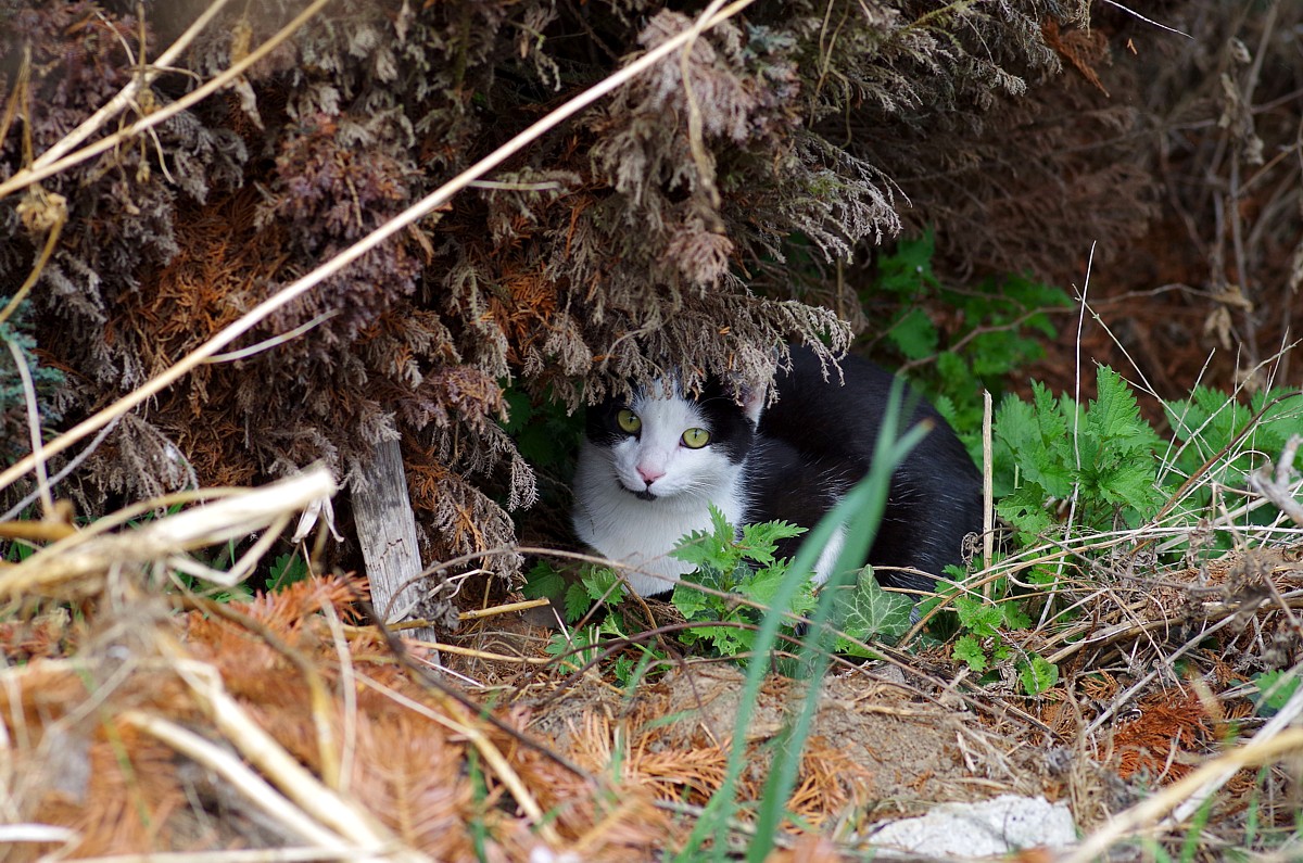 Scheuer Besucher