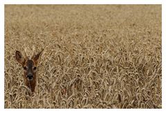 Scheuer Blick