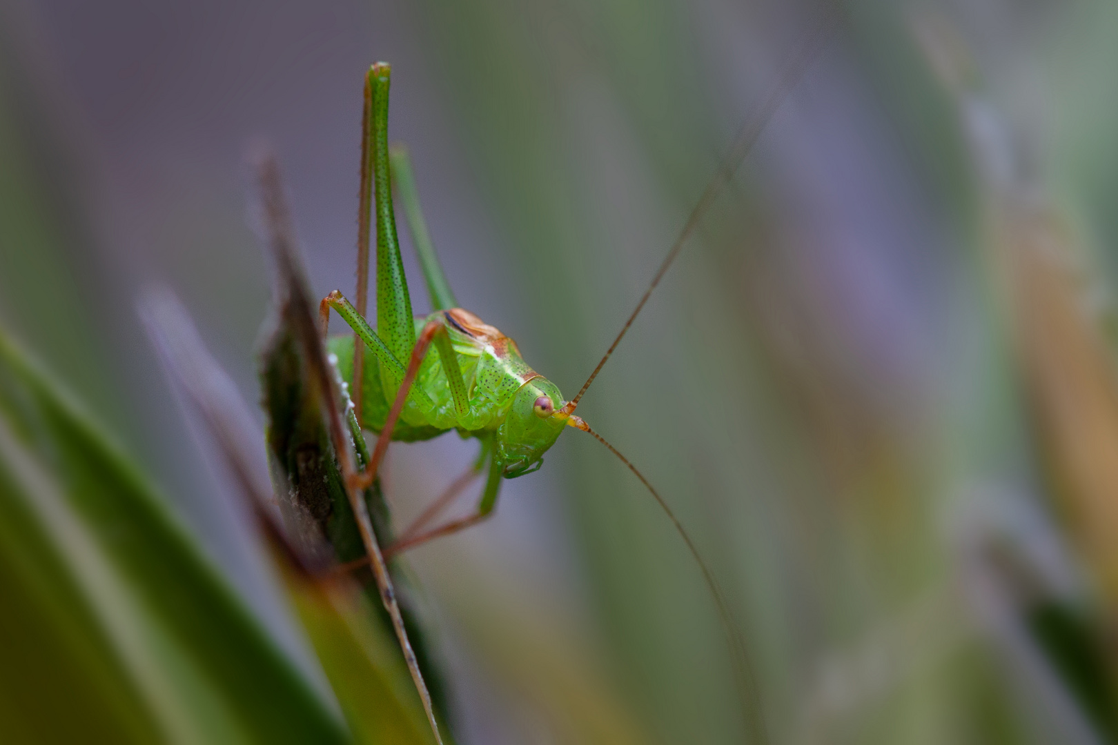  scheuer Grashüpfer