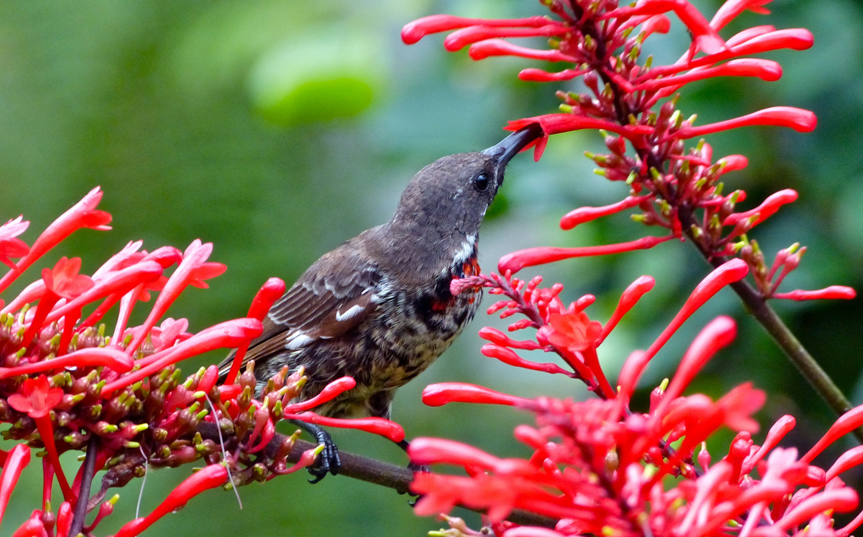 scheuer Nektarvogel