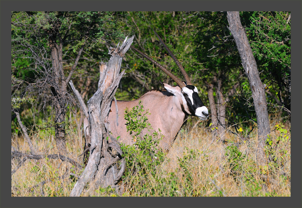 Scheuer Oryx