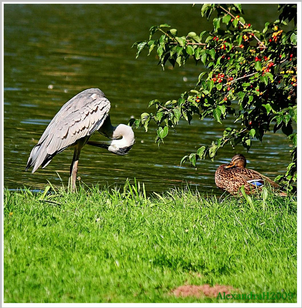 Scheuer und unscharfer Parkbewohner