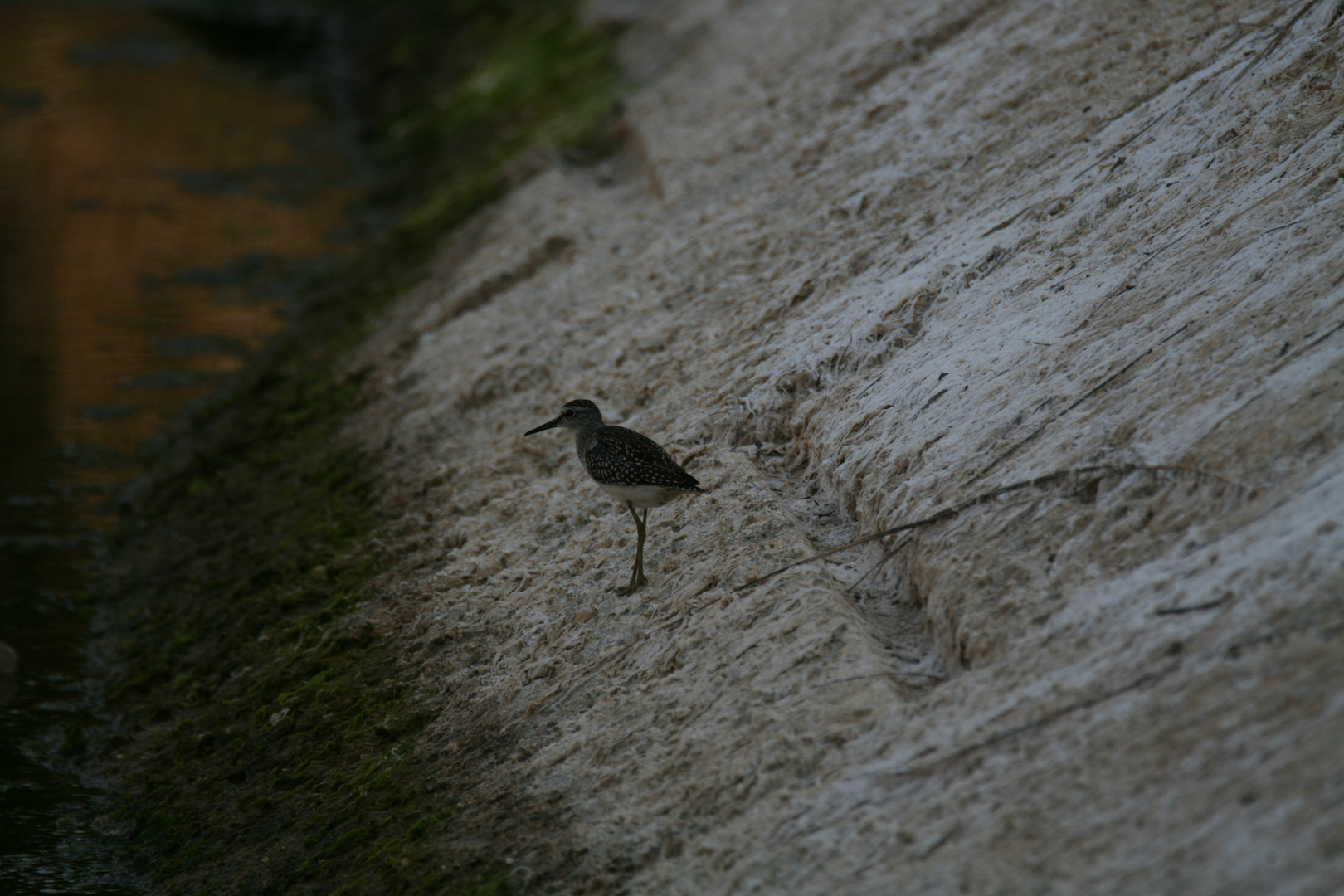 Scheuer Vogel