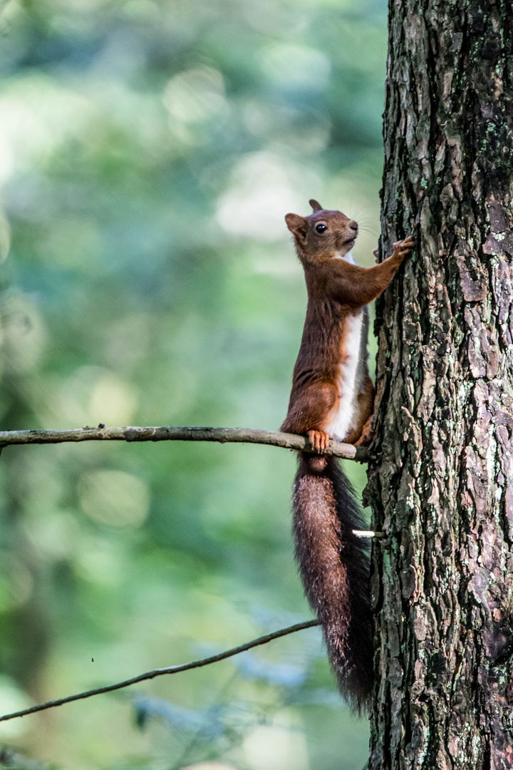 scheues Eichhörnchen