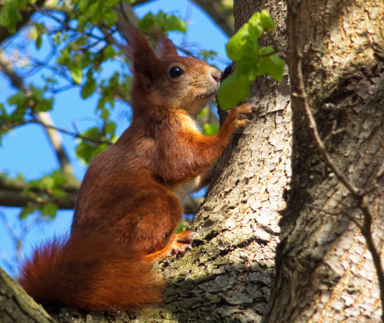 Scheues Eichhörnchen