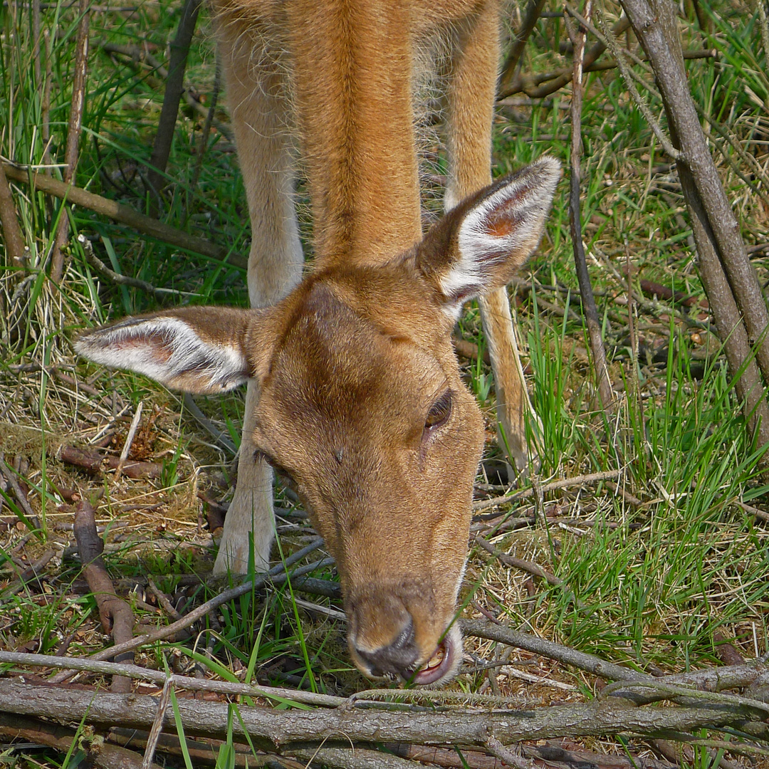 Scheues Geschöpf