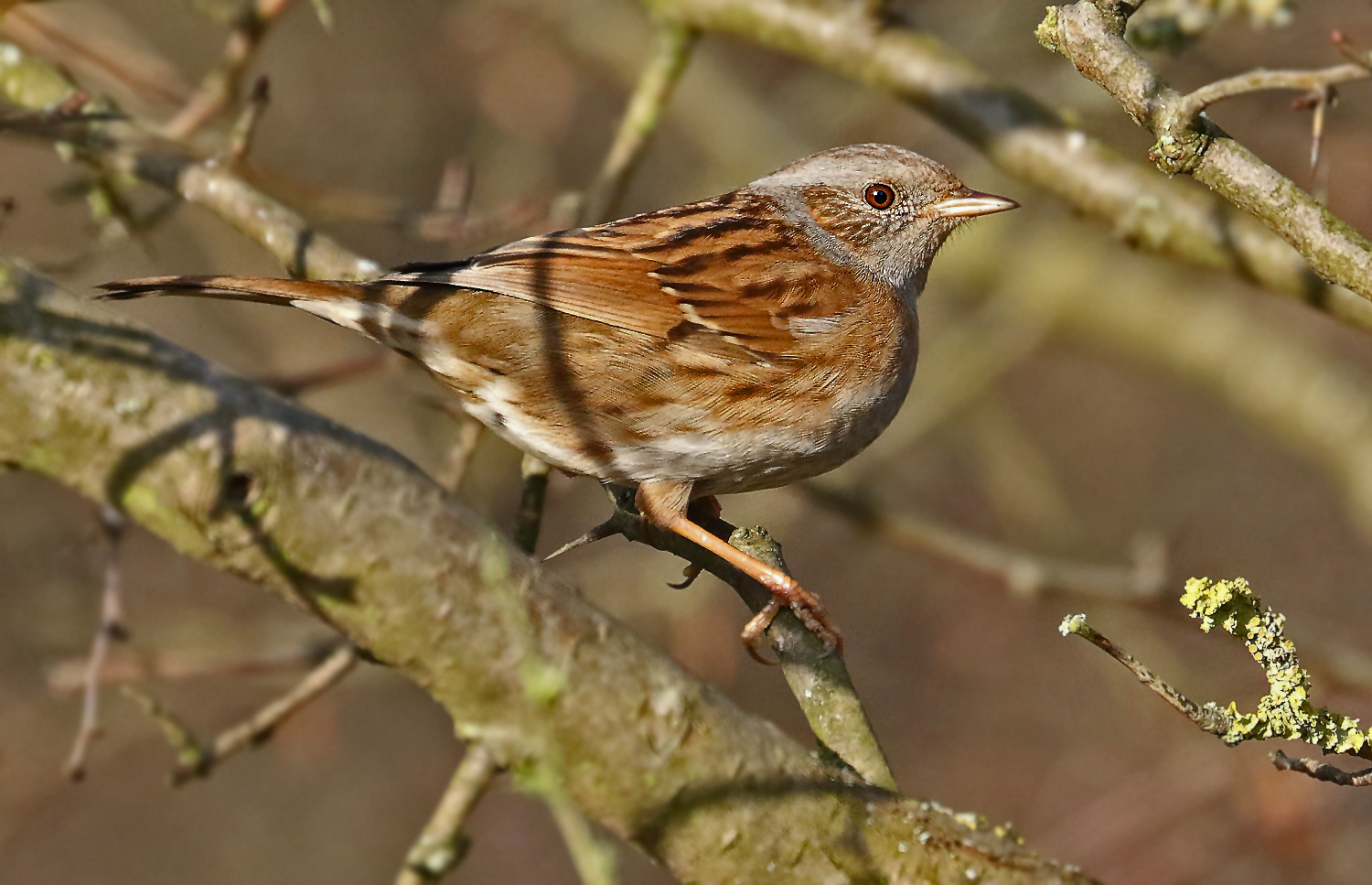 "Scheues Kerlchen" - die Heckenbraunelle