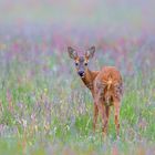 Scheues Reh in Wildwiese