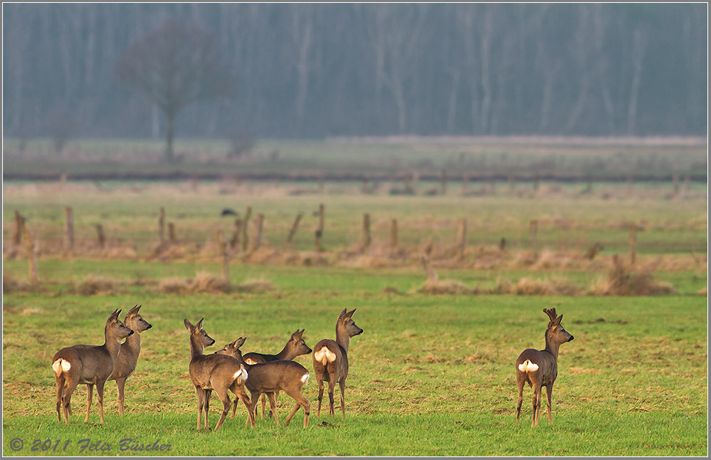 Scheues Rehwild