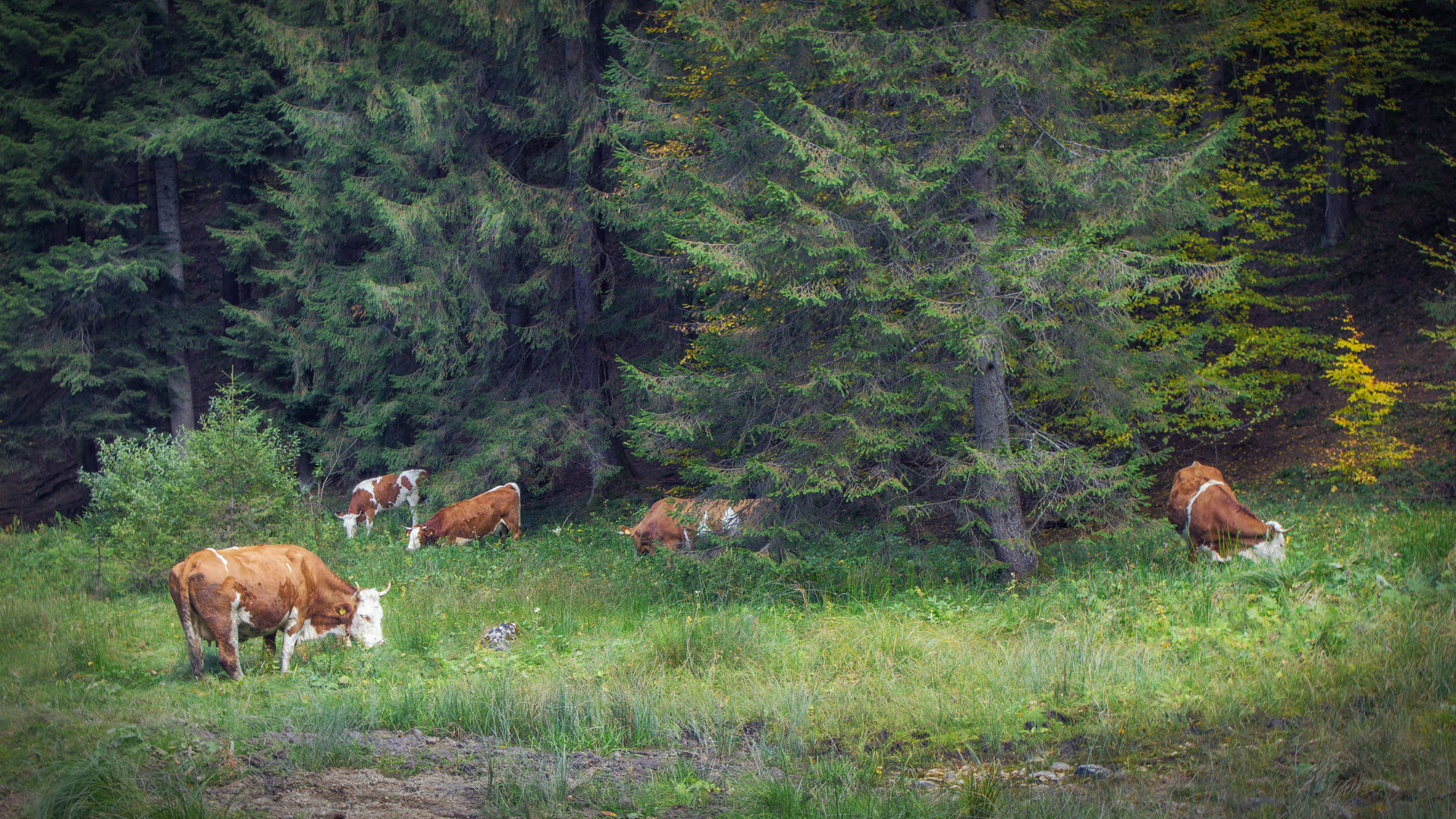 Scheues Waldtier