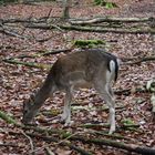 Scheues Waldtier mit 3 Buchstaben?