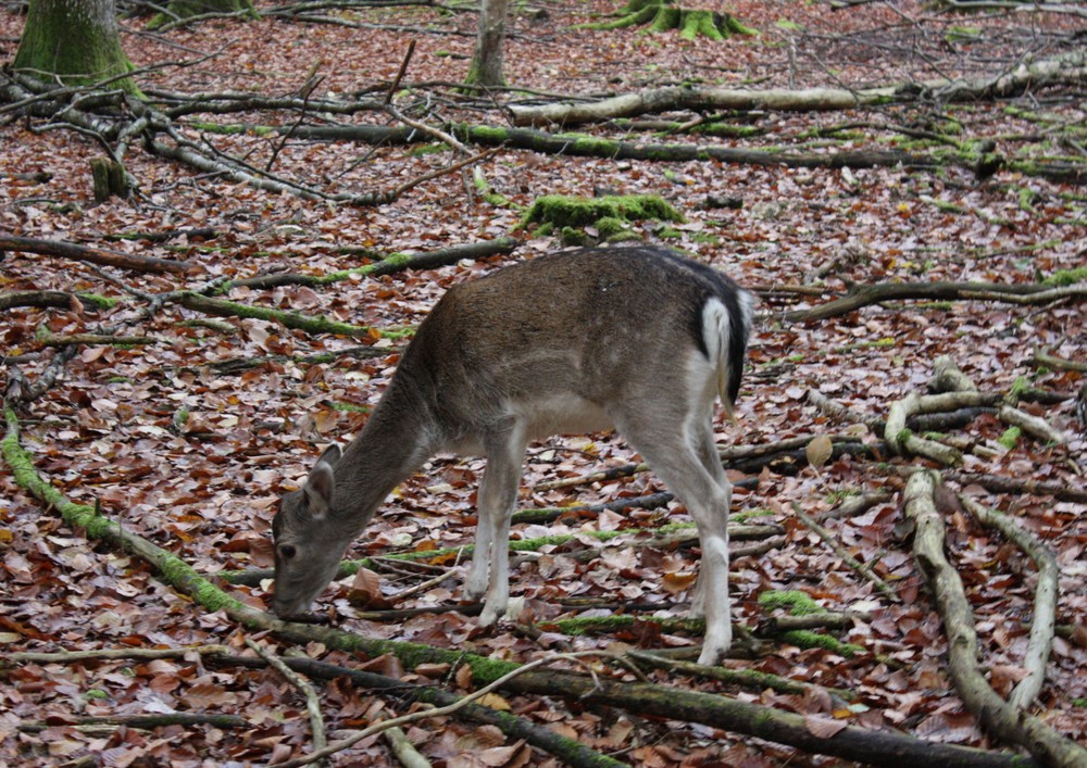 Scheues Waldtier mit 3 Buchstaben?