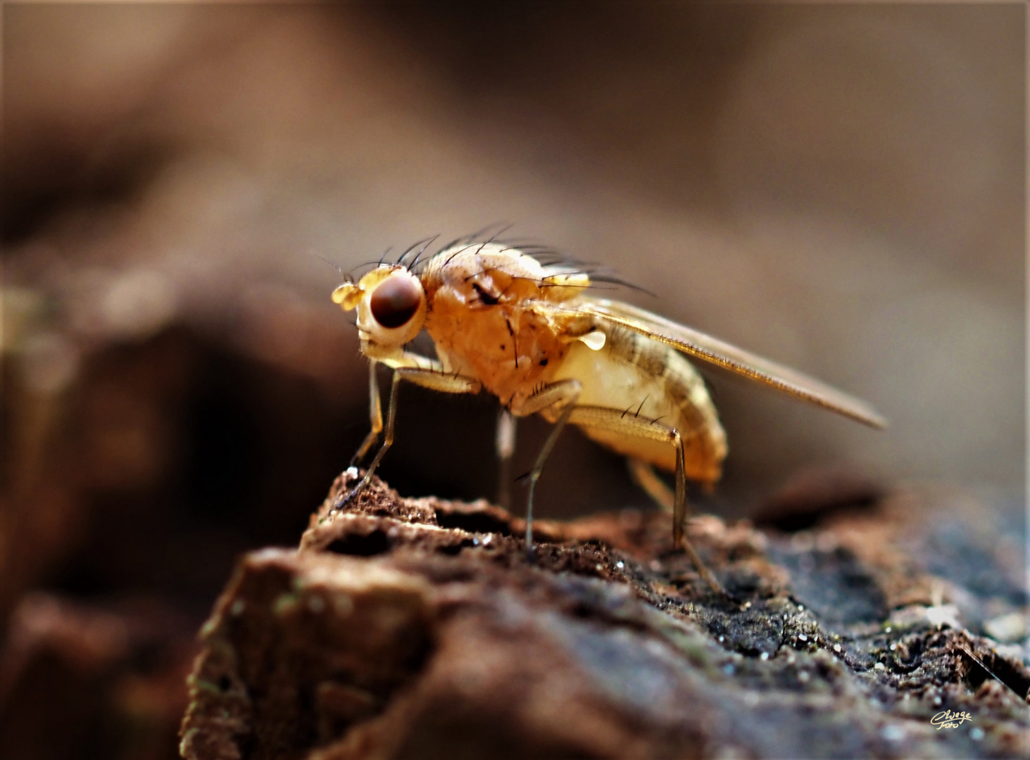 Scheufliege auf Baumstumpf