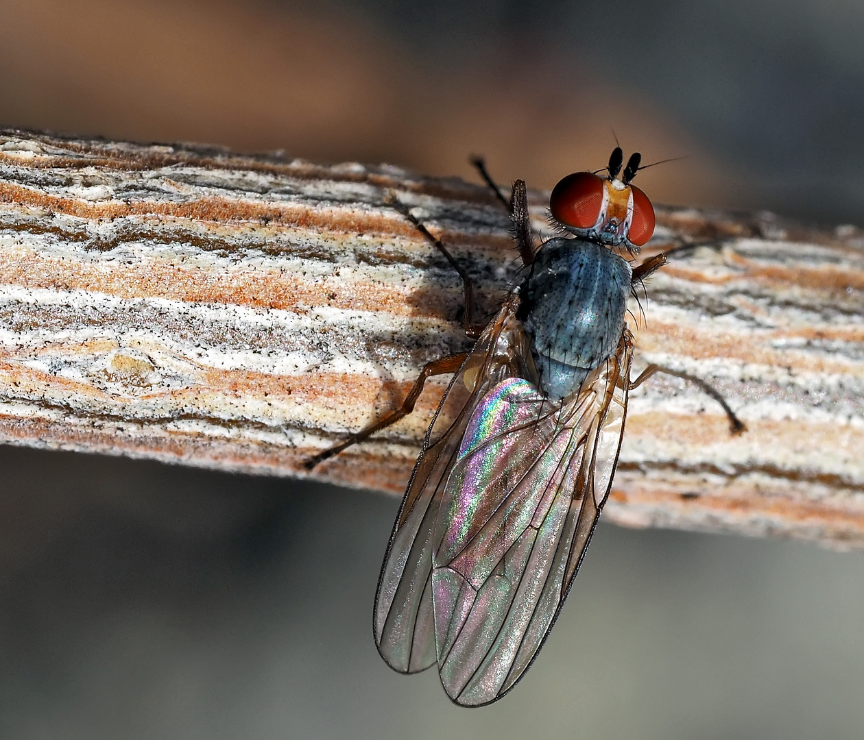 Scheufliege (Heleomyzidae), wahrscheinlich Heteromyza atricornis.