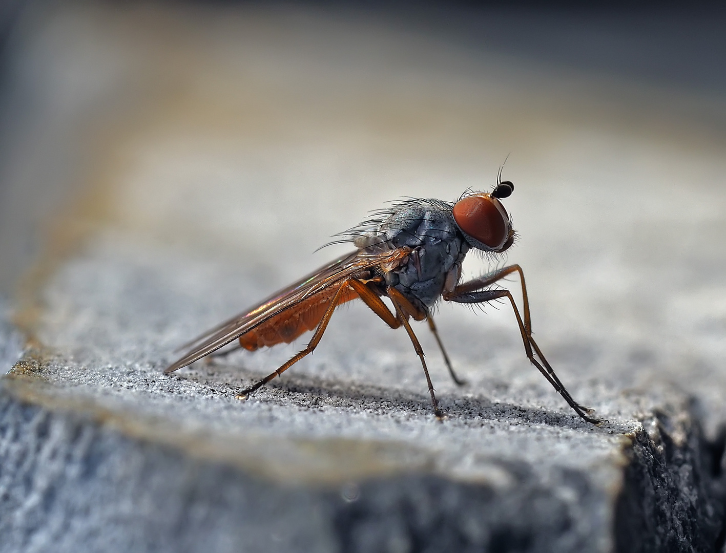 Scheufliege (Heleomyzidae), wahrscheinlich Heteromyza atricornis. Nr. 1