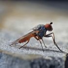 Scheufliege (Heleomyzidae), wahrscheinlich Heteromyza atricornis. Nr. 1