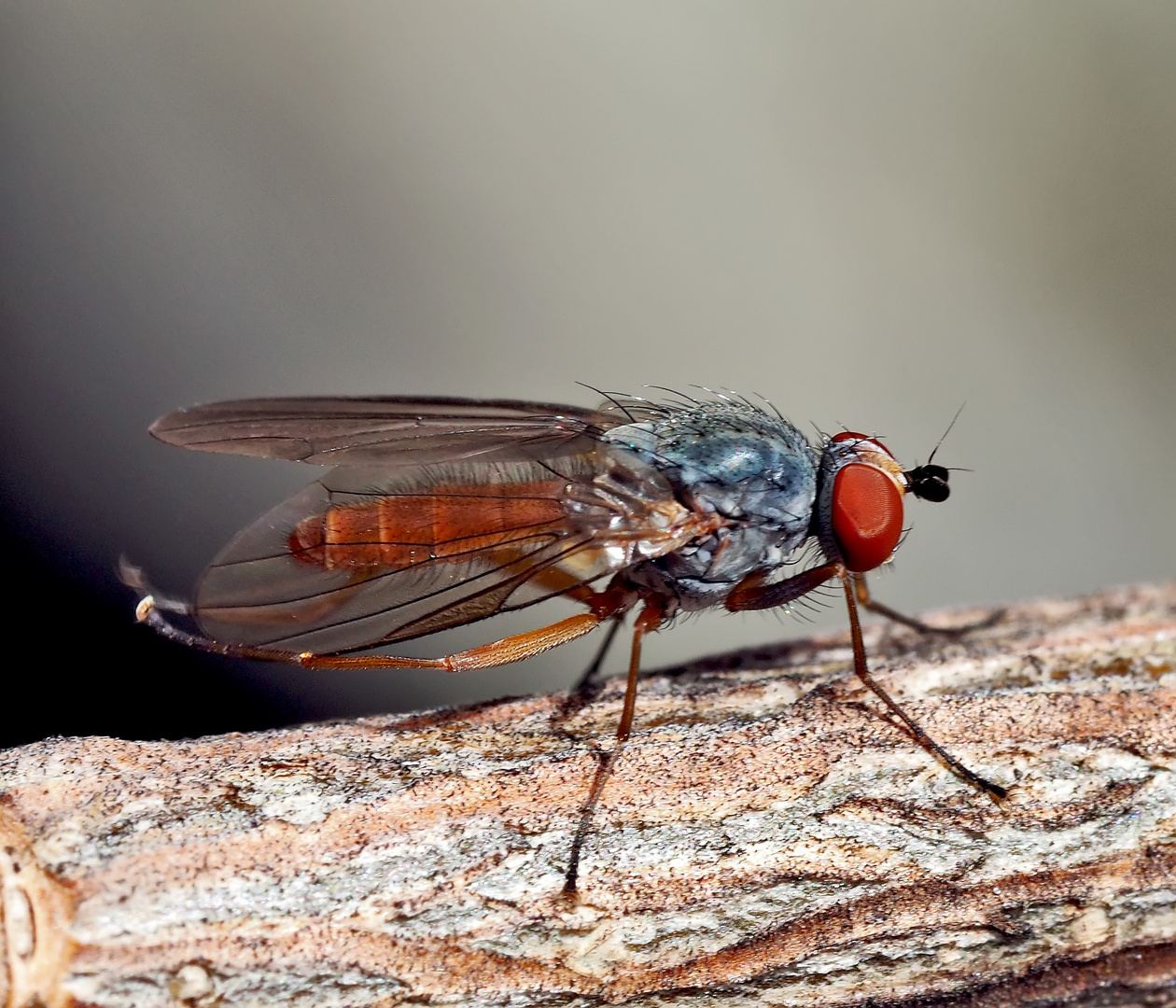 Scheufliege (Heleomyzidae), wahrscheinlich Heteromyza atricornis Nr. 2.