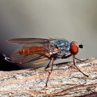 Scheufliege (Heleomyzidae), wahrscheinlich Heteromyza atricornis Nr. 2.