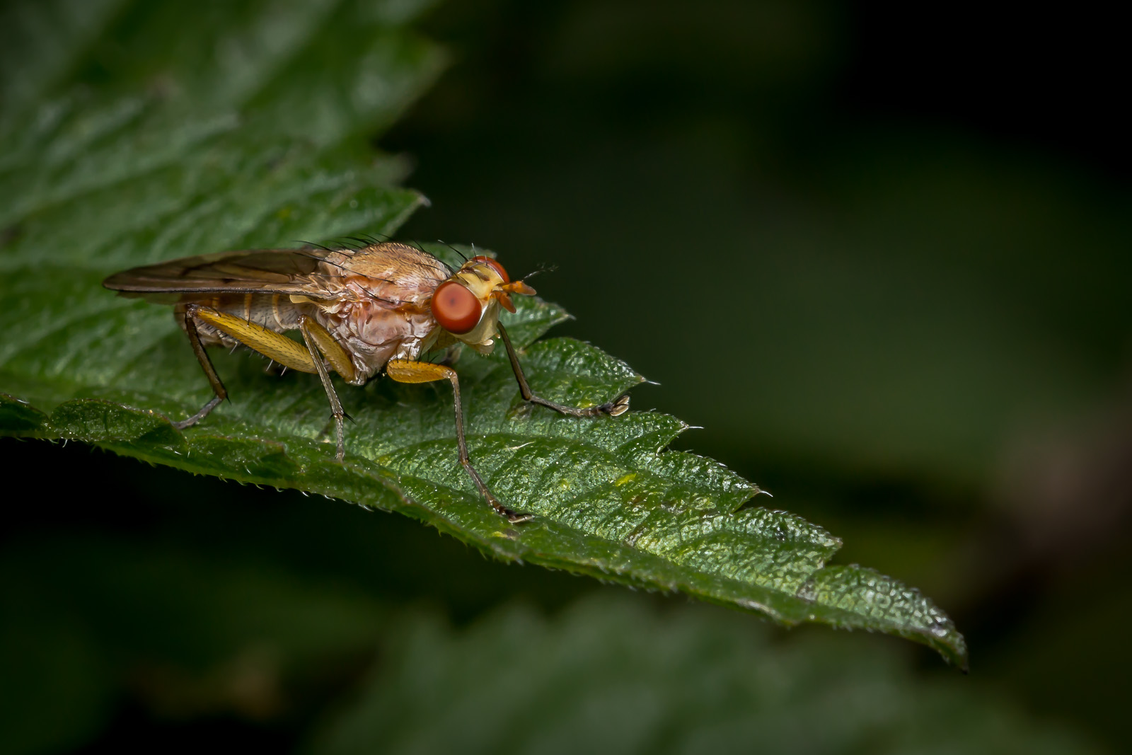 Scheufliege oder Baumfliege