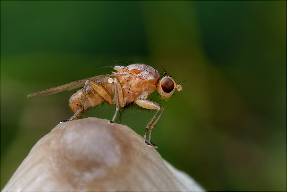 Scheufliege (Suillia affinis)