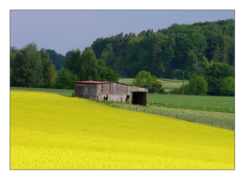 Scheune im Rapsfeld