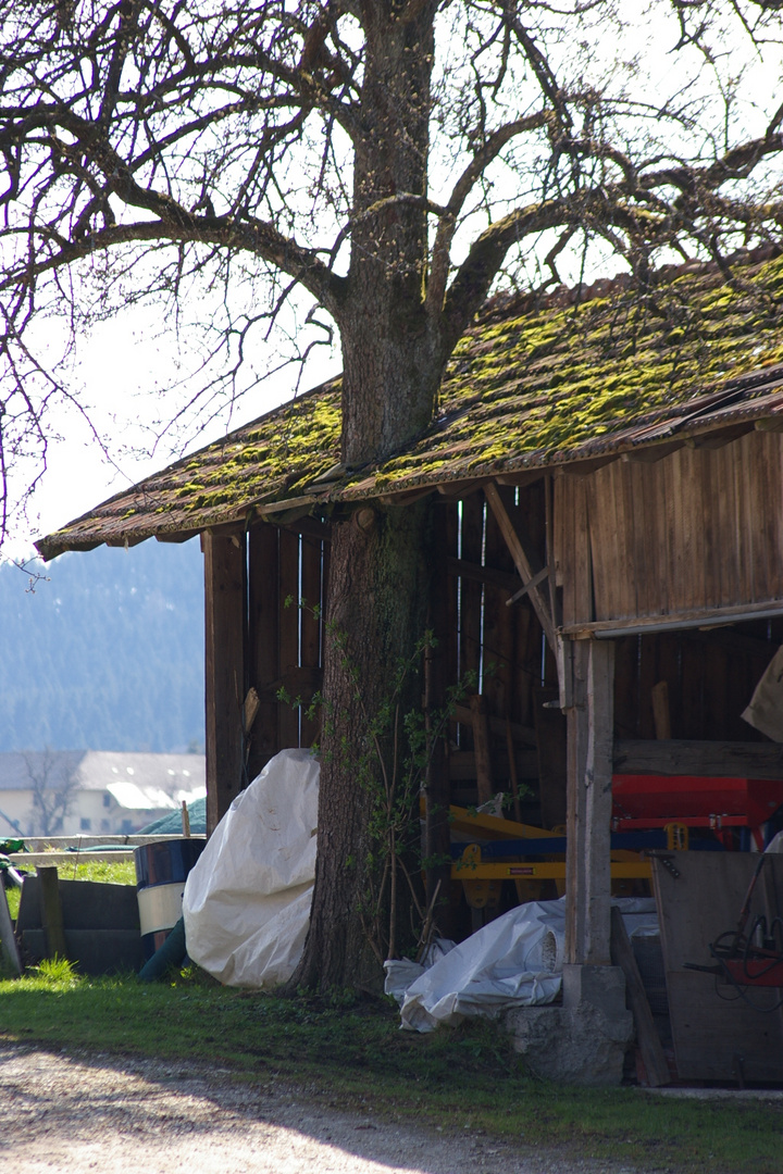 Scheune und Baum