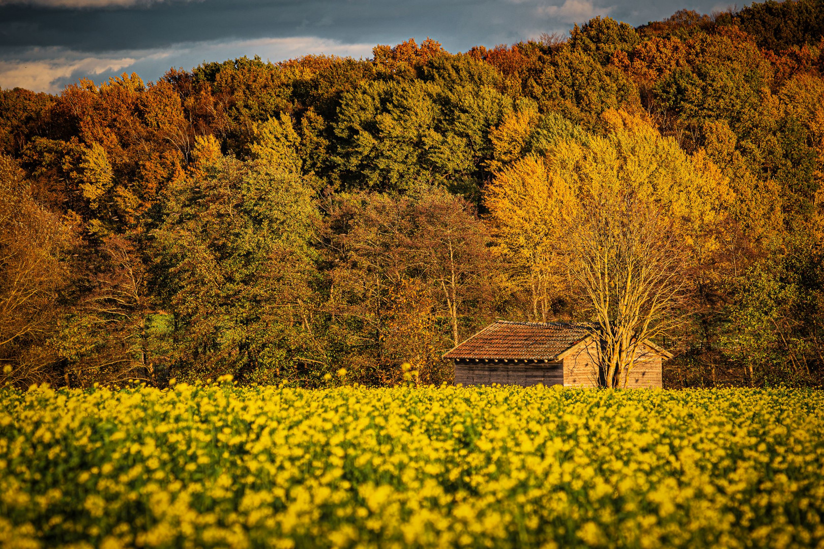 Scheune und Rapsfeld im Herbst 2