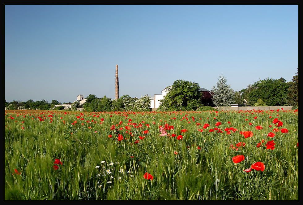 Schicht-Fabrik und Mohn