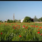 Schicht-Fabrik und Mohn