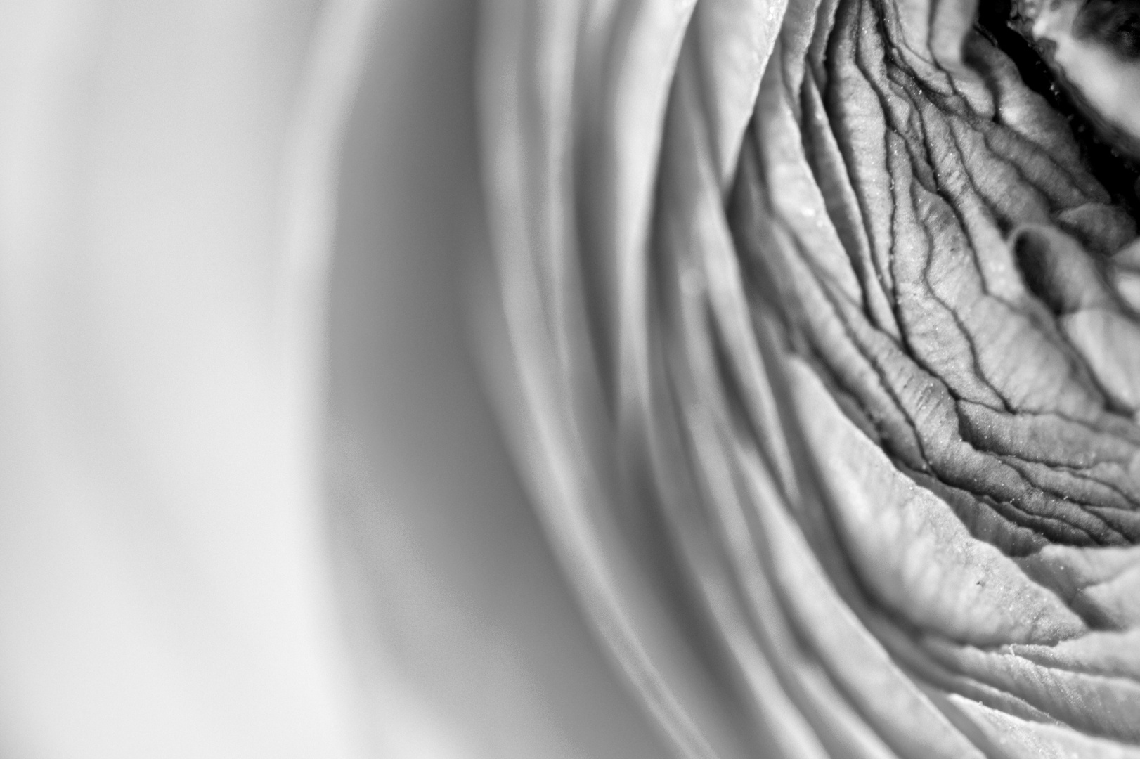 Schicht für Schicht Foto & Bild spezial, makro, natur Bilder auf