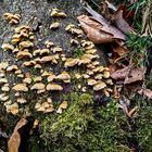Schichtpilzverwandte eine Familie der Pilze und Flechten