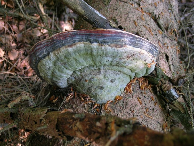 Schichtporling (Fomitopsis pinicola)