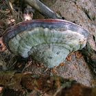 Schichtporling (Fomitopsis pinicola)