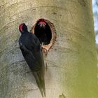 Schichtwechsel bei den Schwarzspechten (Dryocopus martius)