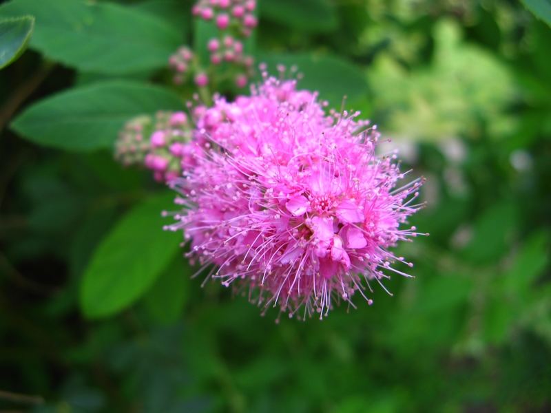 Schicke Blüte, bei uns im Garten