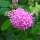 Schicke Blüte, bei uns im Garten