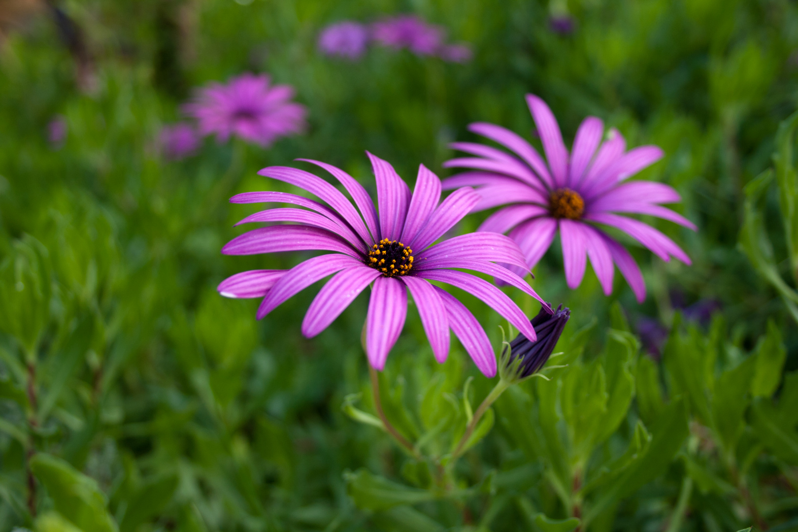 Schicke Blume ;-)